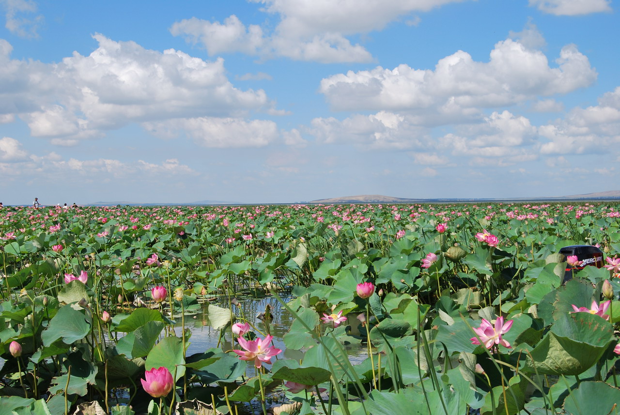 valley lotus